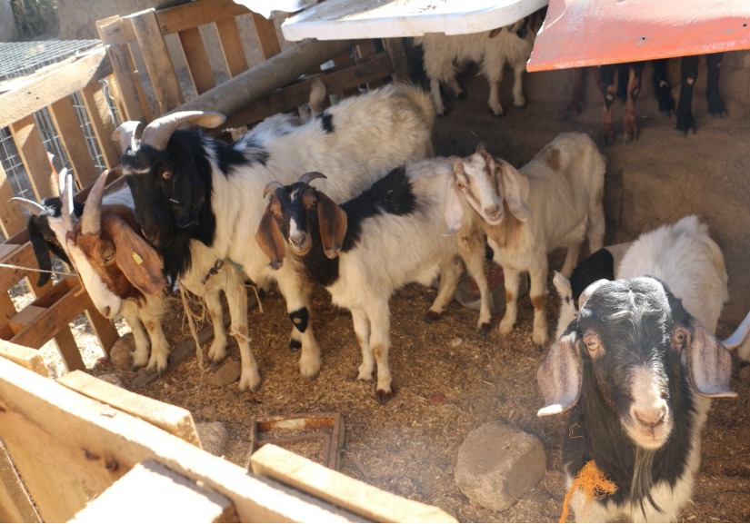 Cumplimenta PGJE orden de cateo en Españita y se recuperan cabezas de ganado